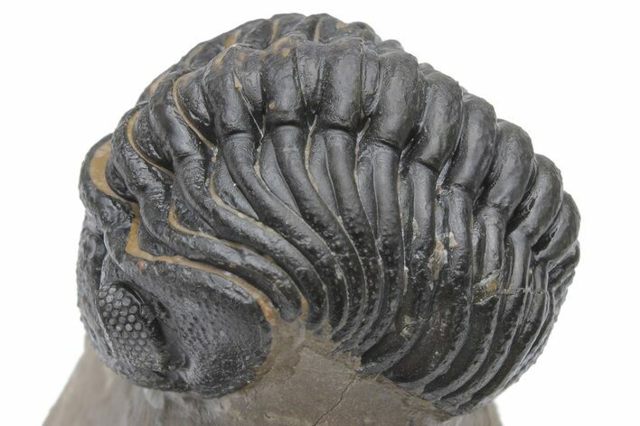 Phacopid (Morocops) Trilobite - Foum Zguid, Morocco #223442